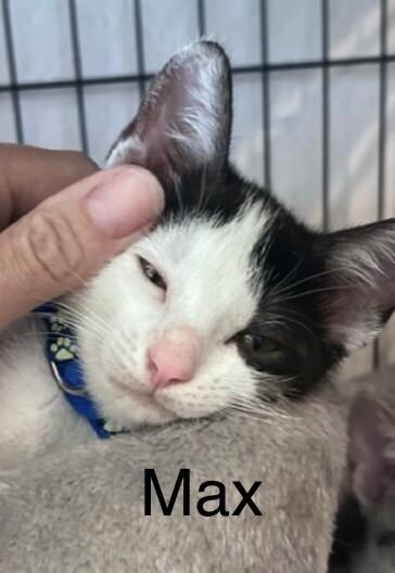 Max BONDED with Lenny - Laverne & Shirley Litter, a Adoptable Domestic Short Hair in Anthem, AZ image 3/3