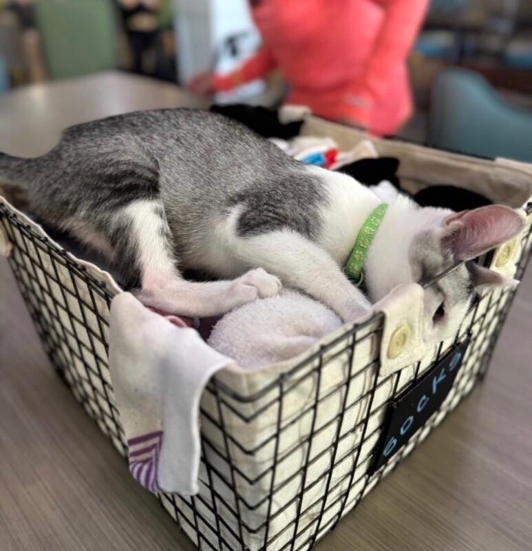 Max BONDED with Lenny - Laverne & Shirley Litter, a Adoptable Domestic Short Hair in Anthem, AZ image 6/6