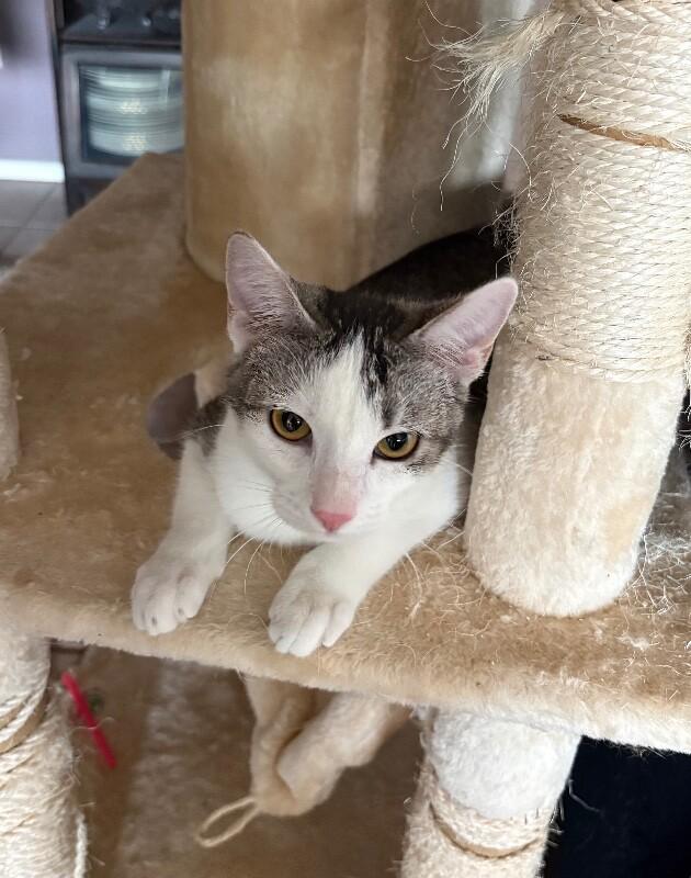 Enlarge Max BONDED with Lenny - Laverne & Shirley Litter, a Adoptable Domestic Short Hair in Anthem, AZ image 6/6