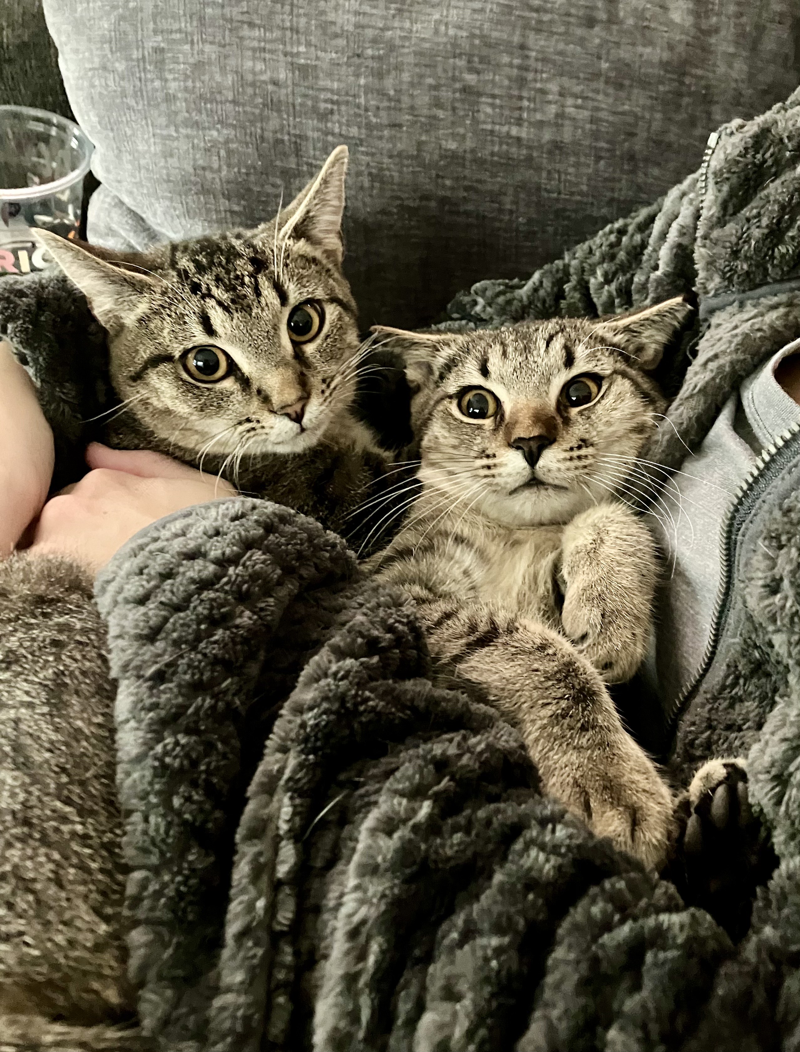 Strayze Siblings, a Adoptable mixed breed in Greensboro, NC image 1/3