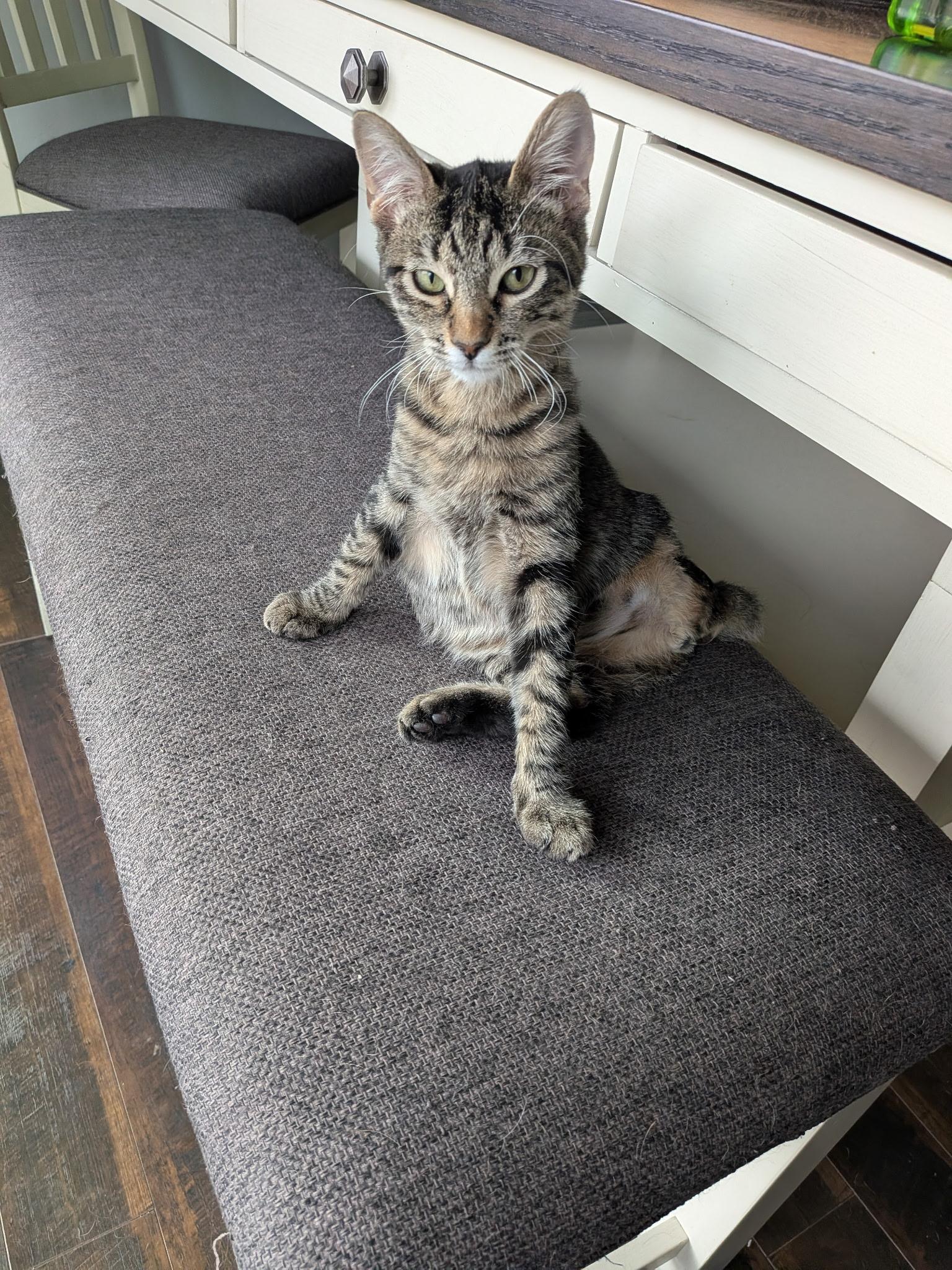 Enlarge Gibson, a Adoptable Domestic Short Hair in queen creek, AZ image 3/3