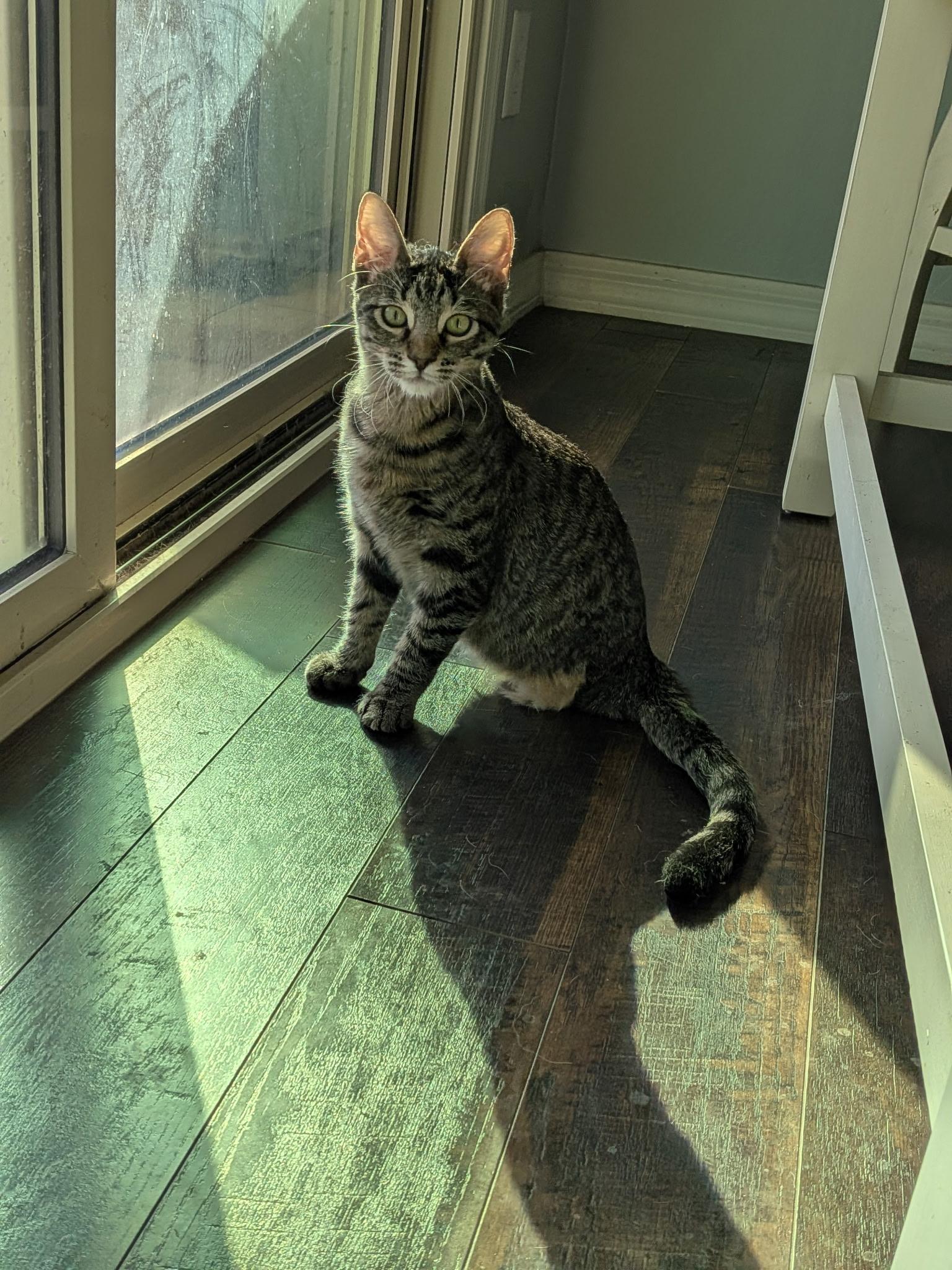 Enlarge Gibson, a Adoptable Domestic Short Hair in queen creek, AZ image 2/3