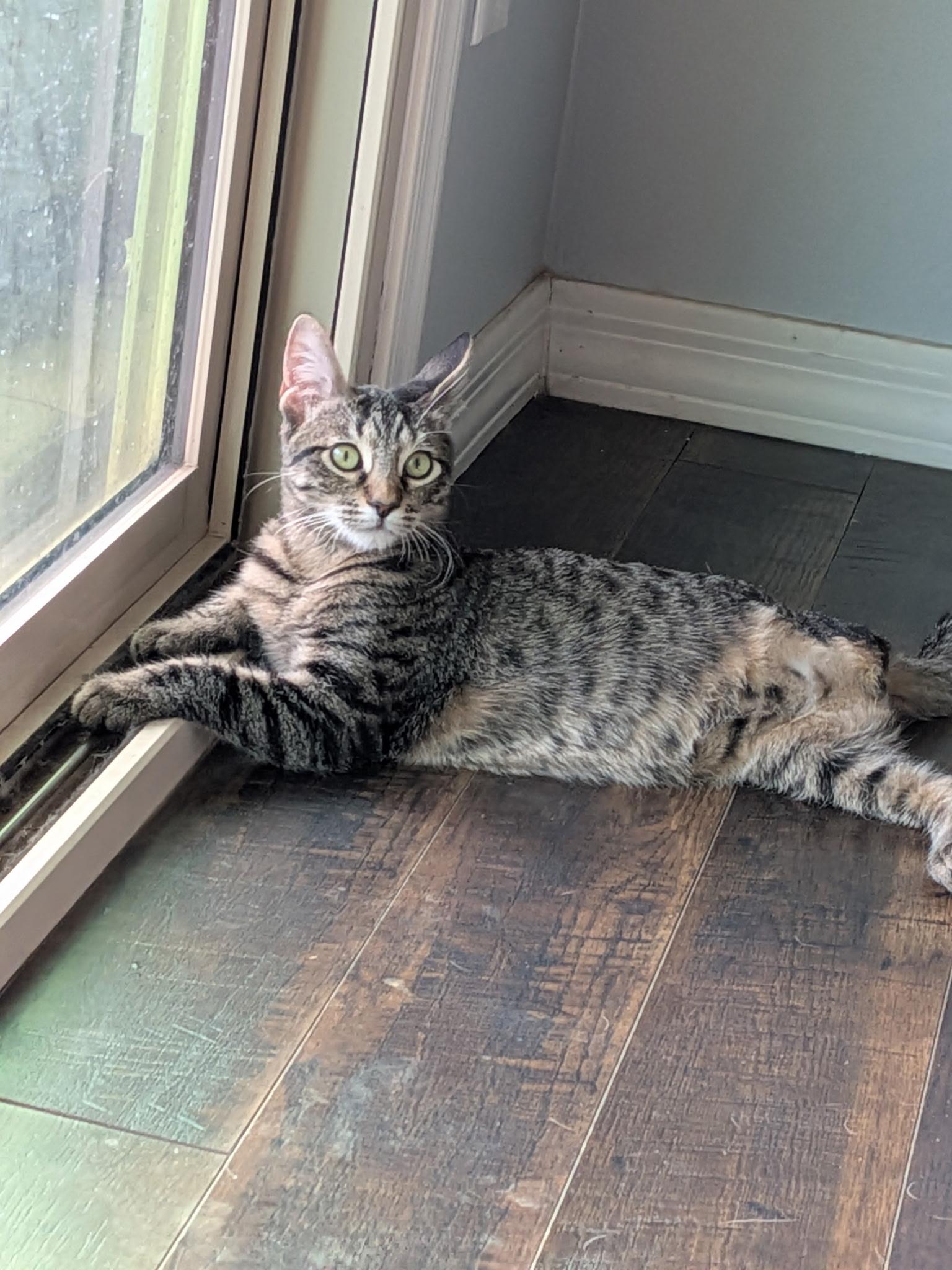 Gibson, Adoptable, Kitten Male Domestic Short Hair.