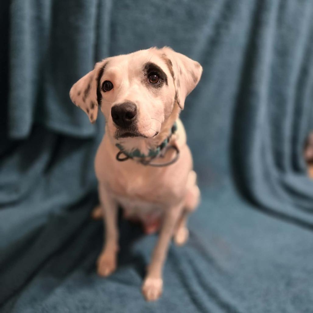 Showgirl, Adoptable, Young Female Mixed Breed.