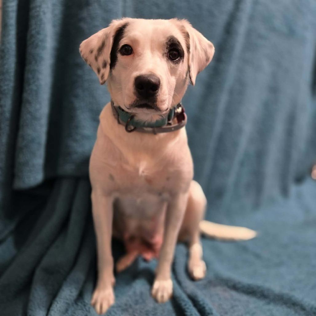 Showgirl, a Adoptable Mixed Breed in Olathe, KS image 2/3