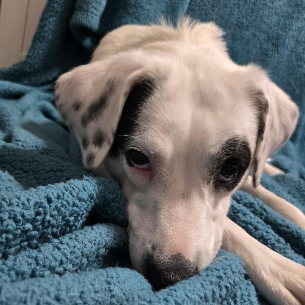 Showgirl, a Adoptable Mixed Breed in Olathe, KS image 3/3