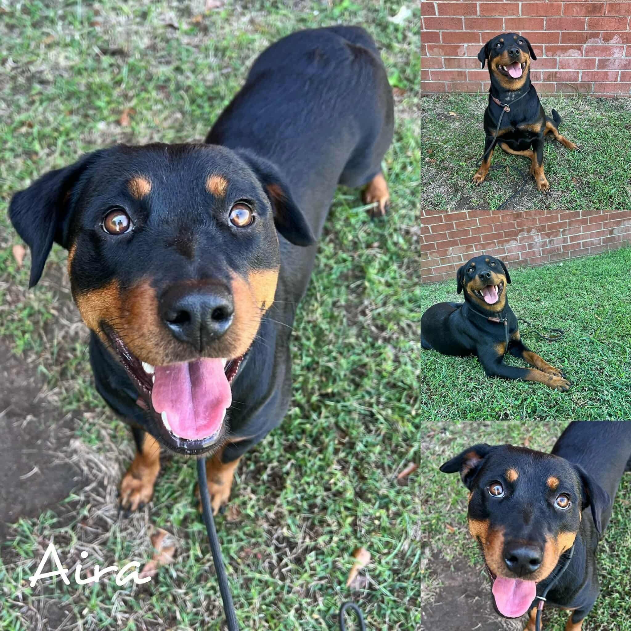 Enlarge Aira, a ADOPTABLE mixed breed in Copiague, NY image 1/1