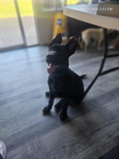 Enlarge FREDDY - IN FOSTER, a Adoptable mixed breed in Ontario, CA image 1/1