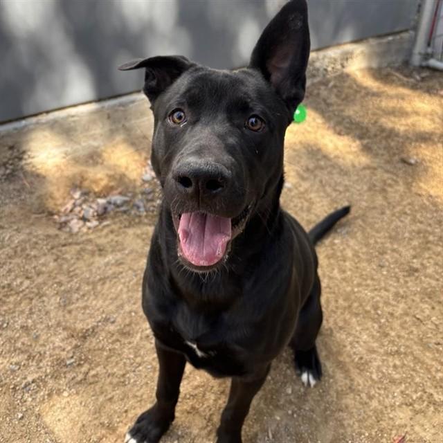 FREDDY, Adoptable, Young Male German Shepherd Dog & Mixed Breed.