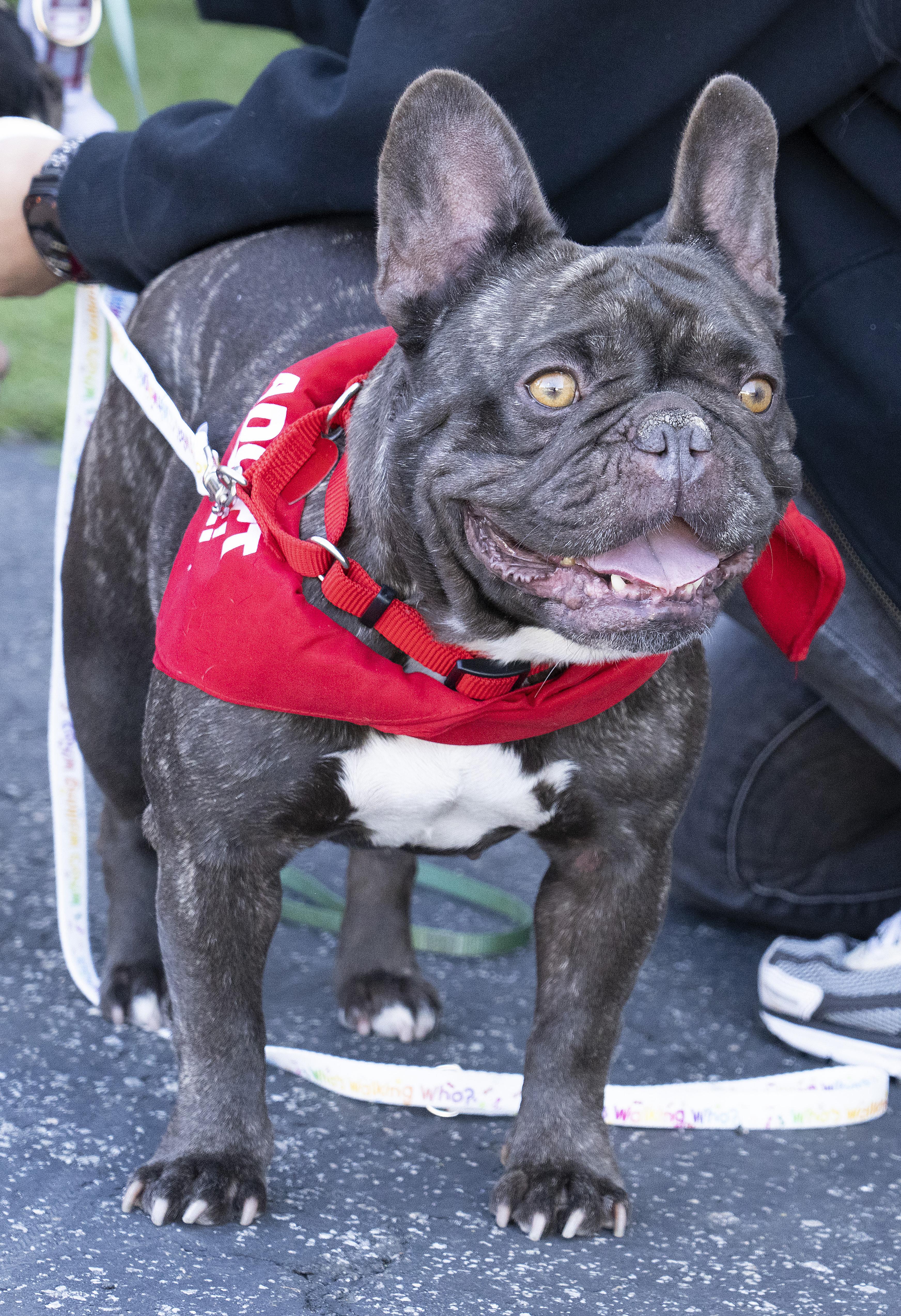 Luna, adopted, Young Female French Bulldog.