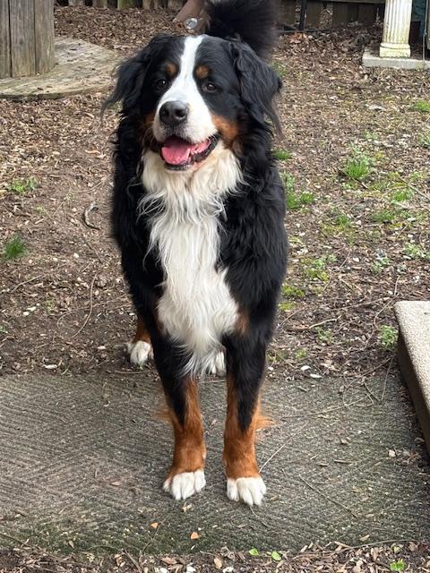 Enlarge FABULOUS FREDDIE, a ADOPTABLE Bernese Mountain Dog in Port Elizabeth, NJ image 2/2