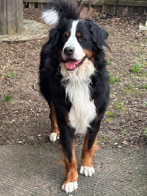 FABULOUS FREDDIE, ADOPTABLE, Adult Male Bernese Mountain Dog.