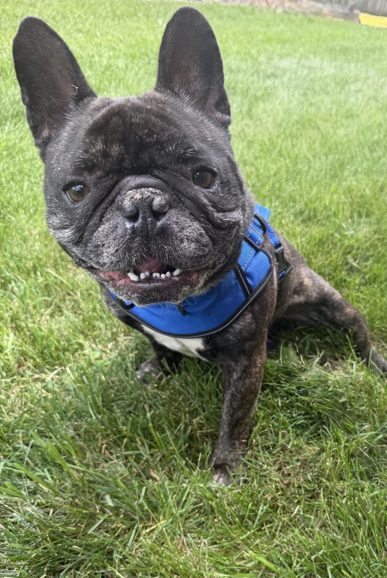 Enlarge Dijon, an adopted French Bulldog in Itasca, IL image 3/3
