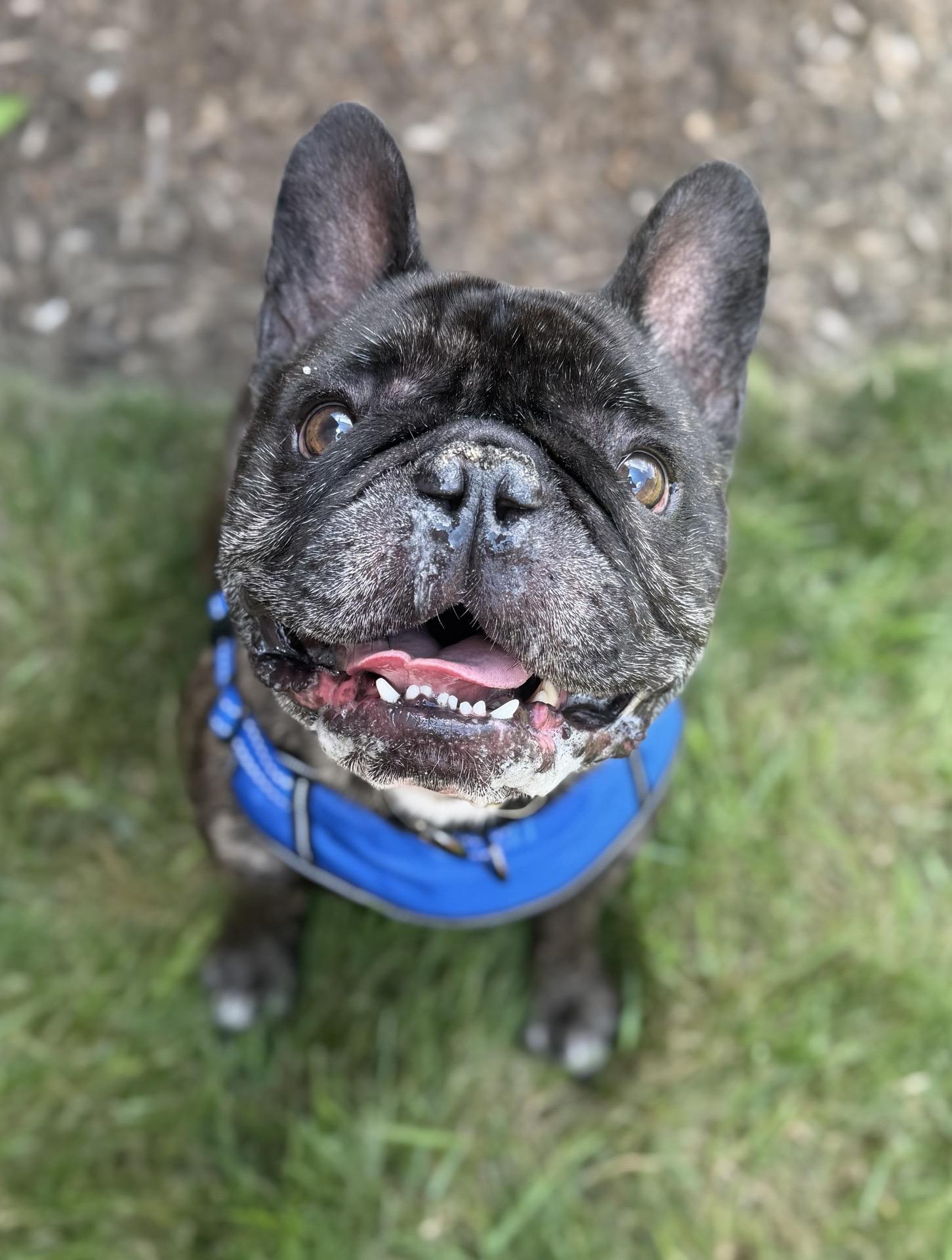 Dijon, adopted, Adult Male French Bulldog.
