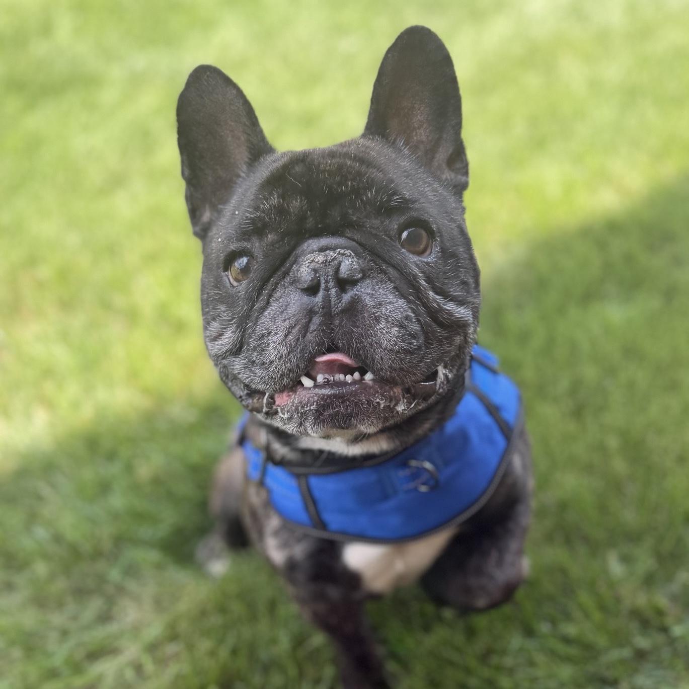 Enlarge Dijon, an adopted French Bulldog in Itasca, IL image 2/3