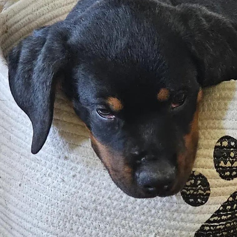 Enlarge Nino, a Adopted Rottweiler in Polk, OH image 2/2