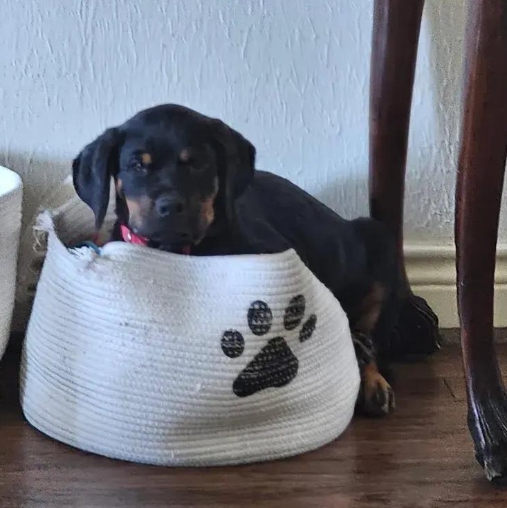 Nino, Adopted, Puppy Male Rottweiler.