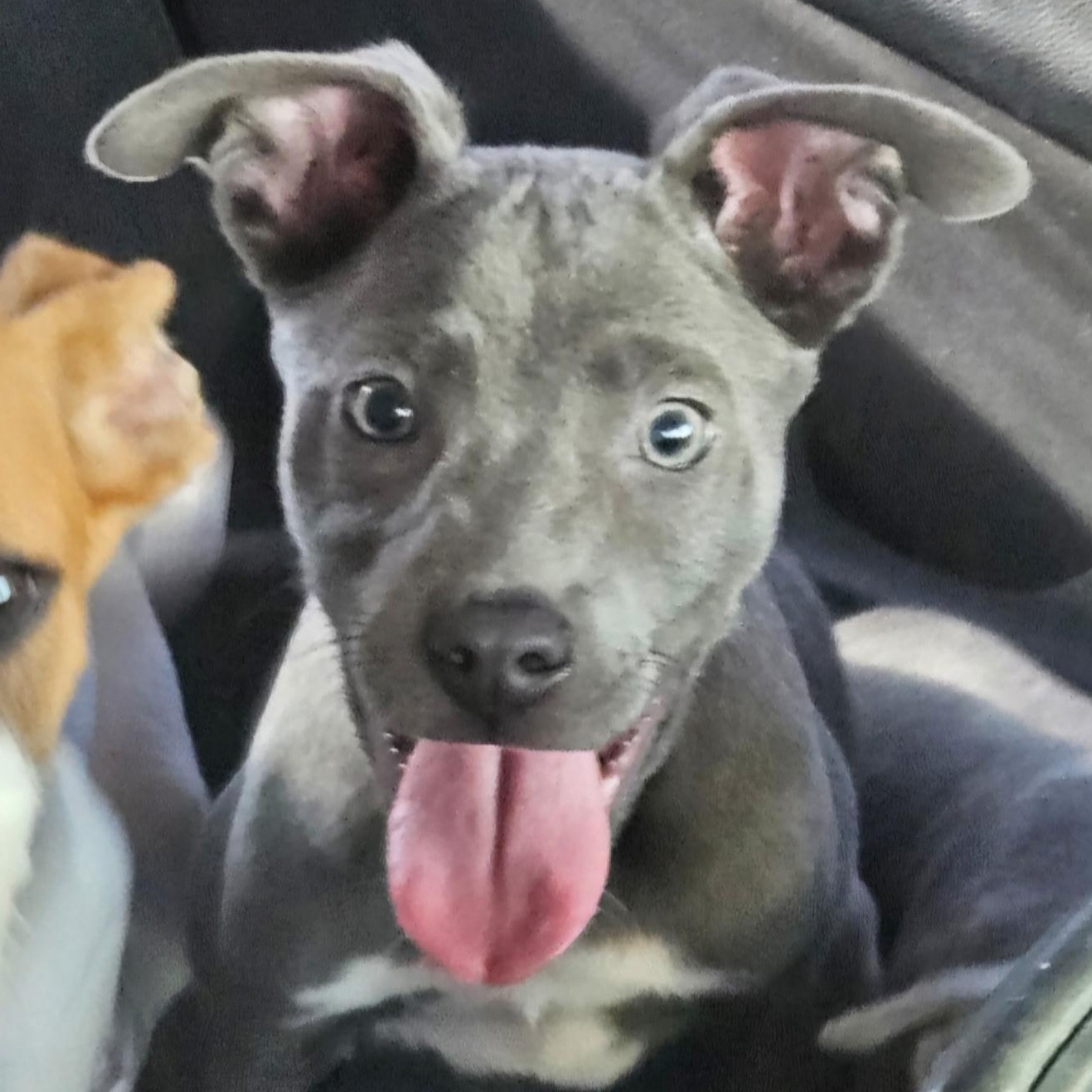 Belle, a Adoptable mixed breed in Pittsburgh, PA image 2/5