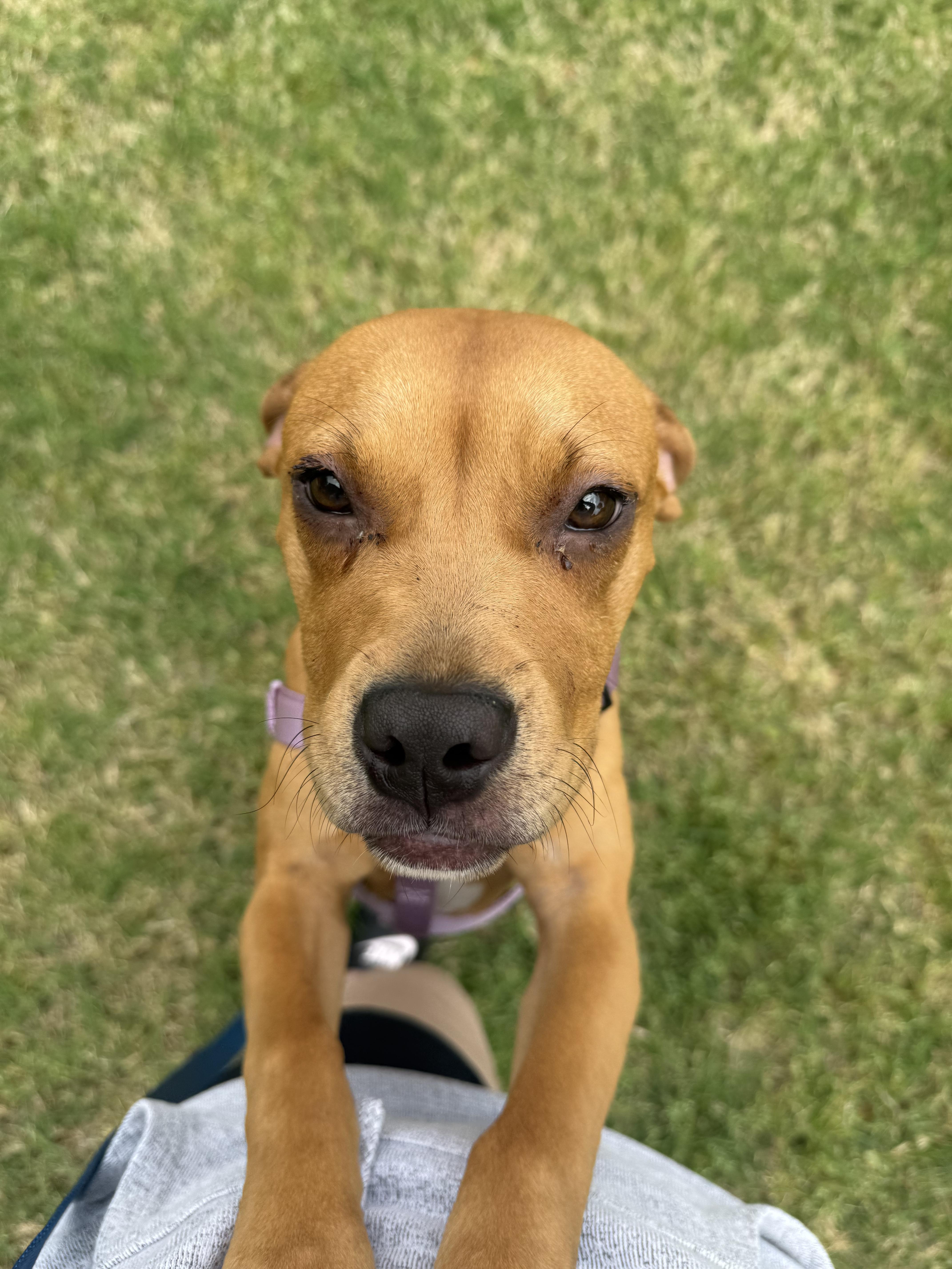 Enlarge Cherry, an adopted Mixed Breed in Evans City, PA image 4/6