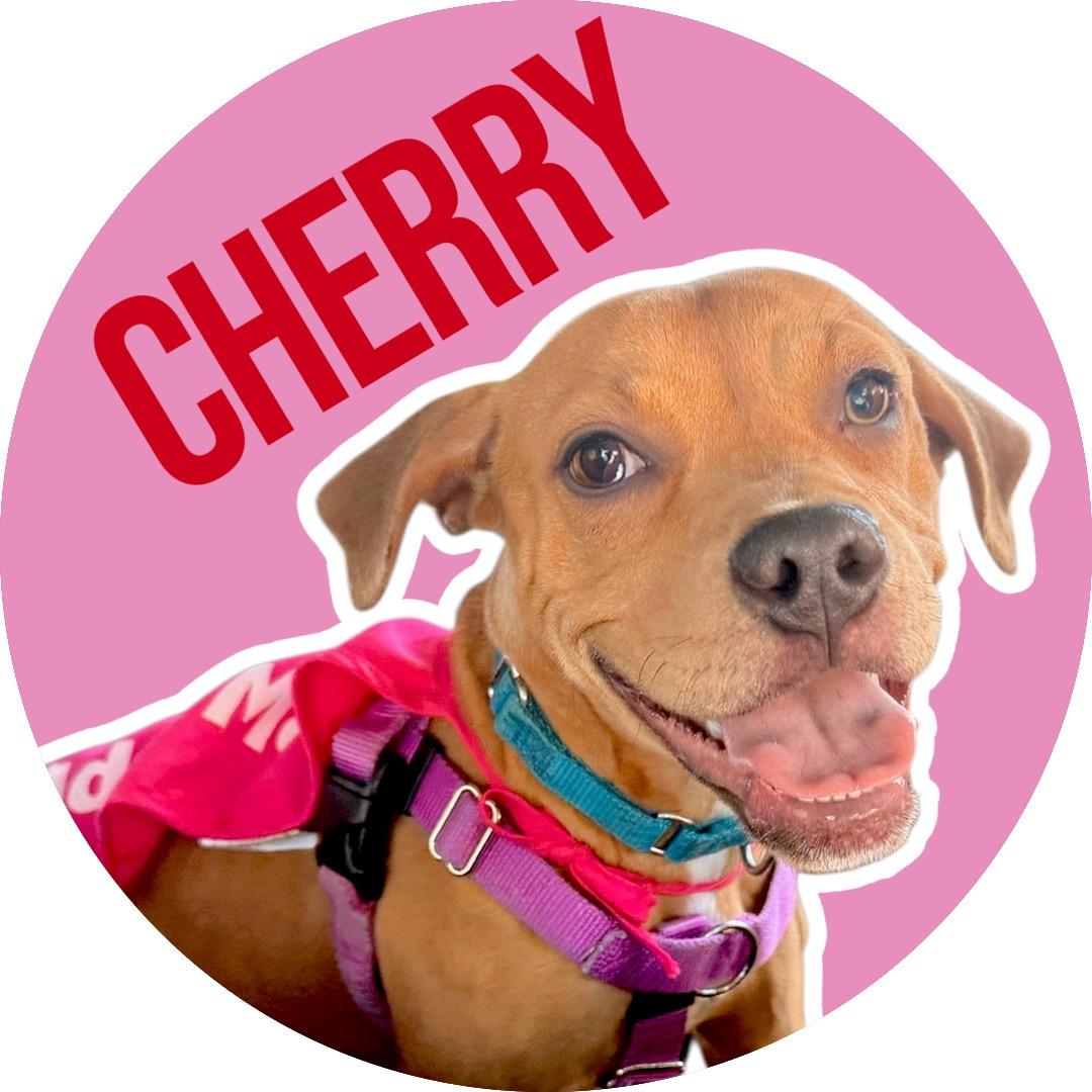 Enlarge Cherry, an adopted Mixed Breed in Evans City, PA image 1/6