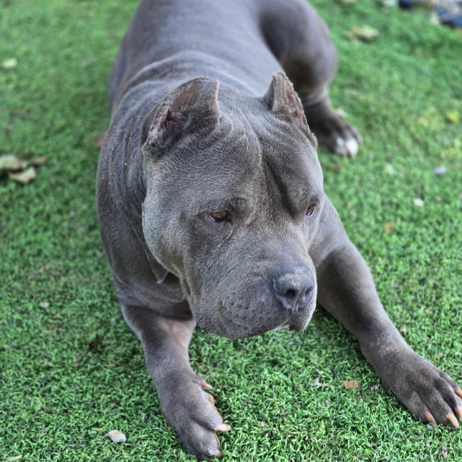 Walter, an adoptable mixed breed in Brentwood, TN image 2/3