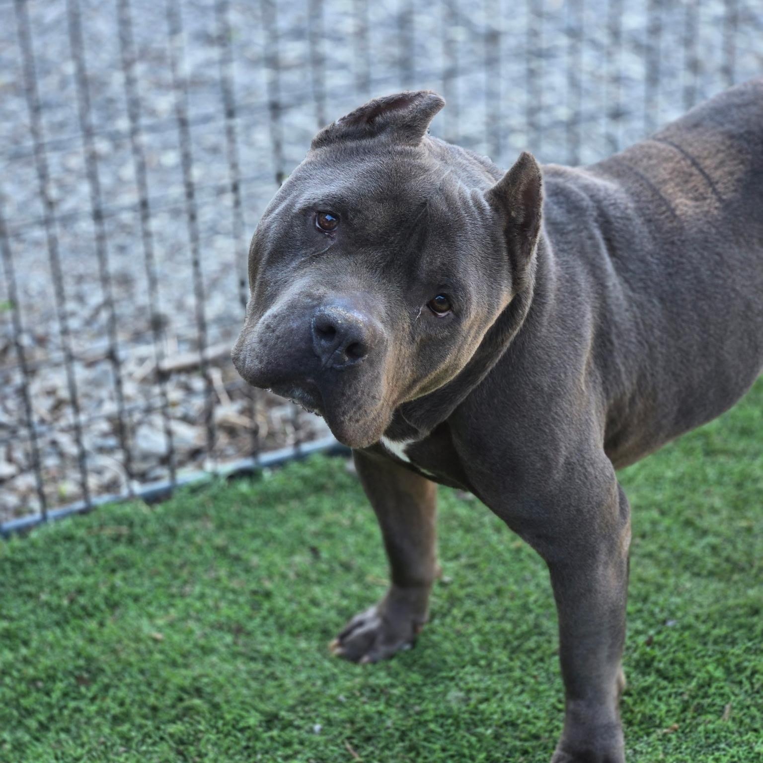 Walter, an adoptable mixed breed in Brentwood, TN image 3/3