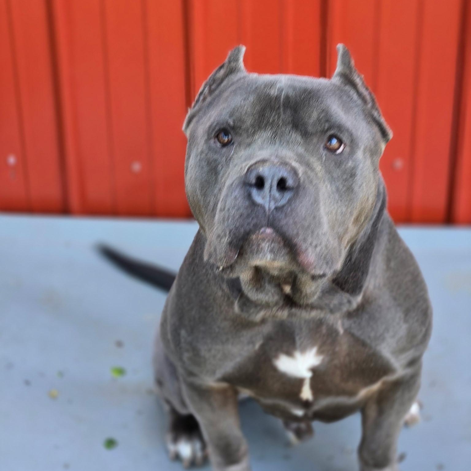 Walter, adoptable, Adult Male Cane Corso & Pit Bull Terrier.