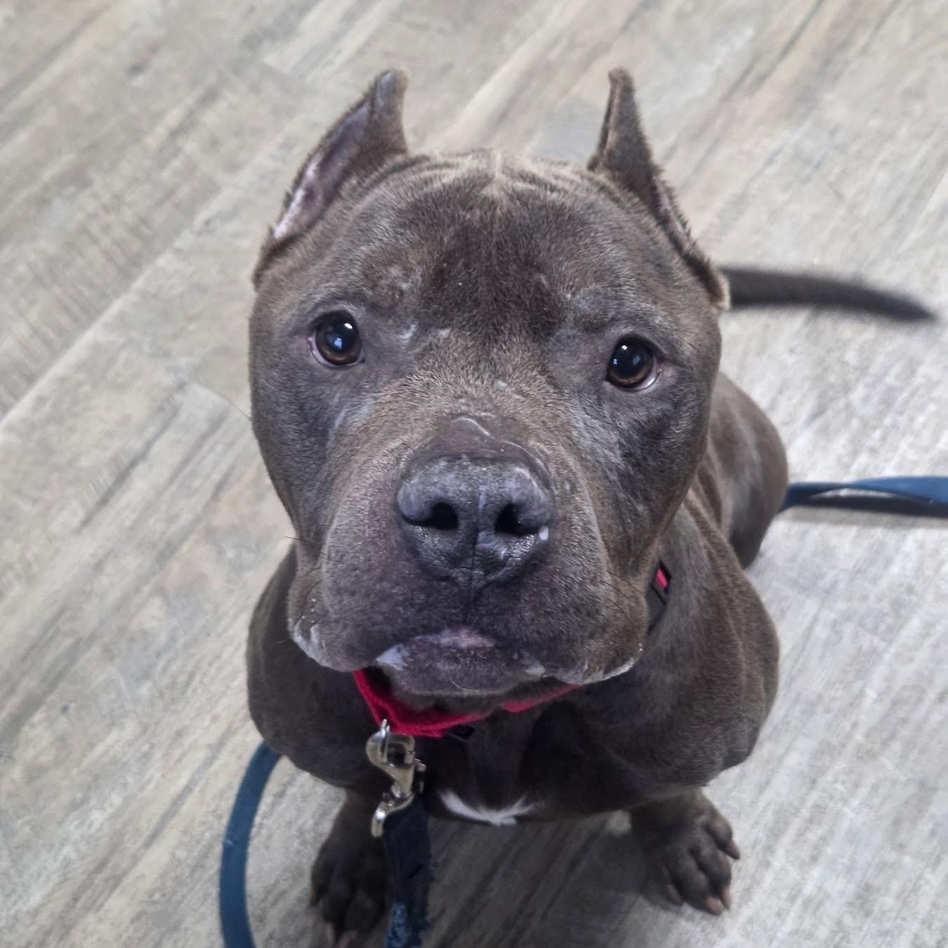 Walter, ADOPTABLE, Adult Male Cane Corso.