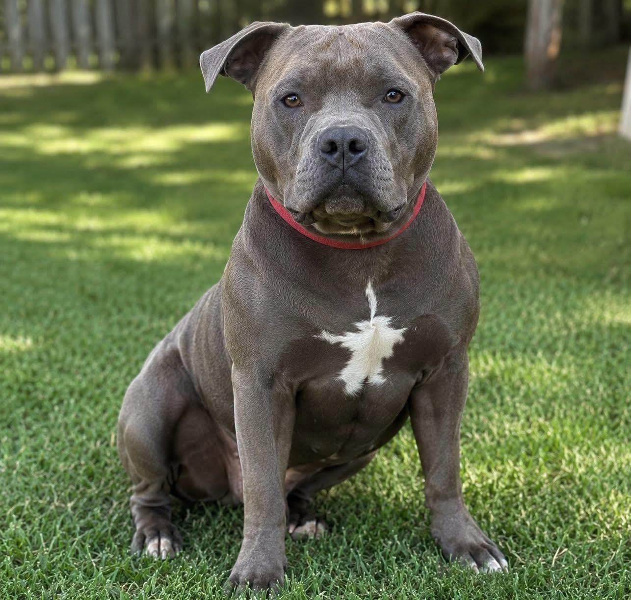 Walter, Adoptable, Adult Male Cane Corso & Pit Bull Terrier.