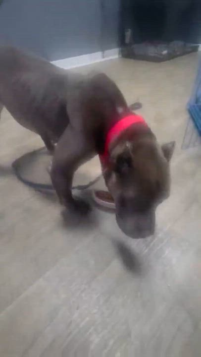 Enlarge Walter, a ADOPTABLE mixed breed in Brentwood, TN video 2/2