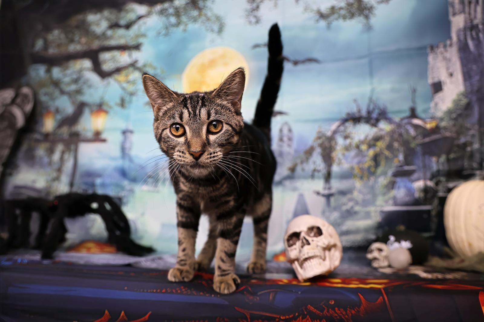 Ambrosia, a Adoptable Tabby in Miami, FL image 1/3
