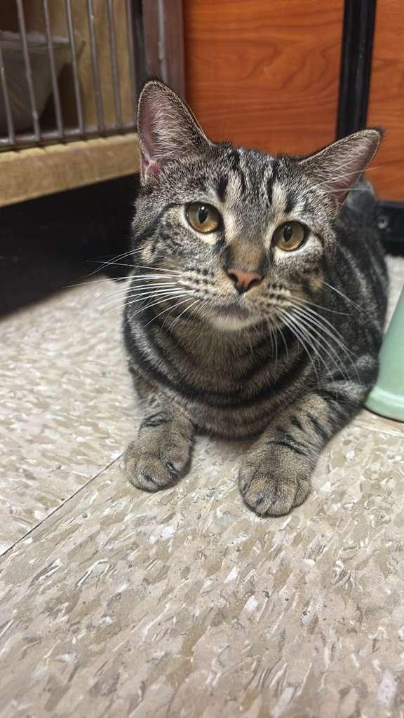 Enlarge Ambrosia, a Adoptable Tabby in Miami, FL image 5/5