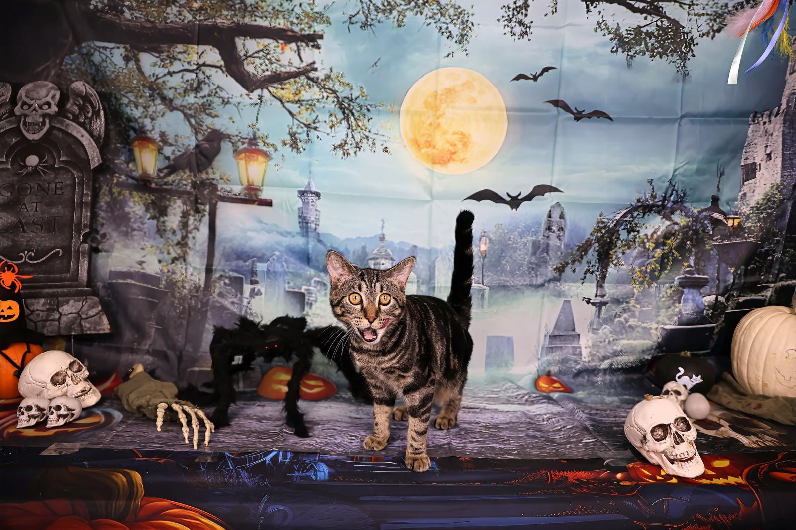 Ambrosia, a Adoptable Tabby in Miami, FL image 2/3