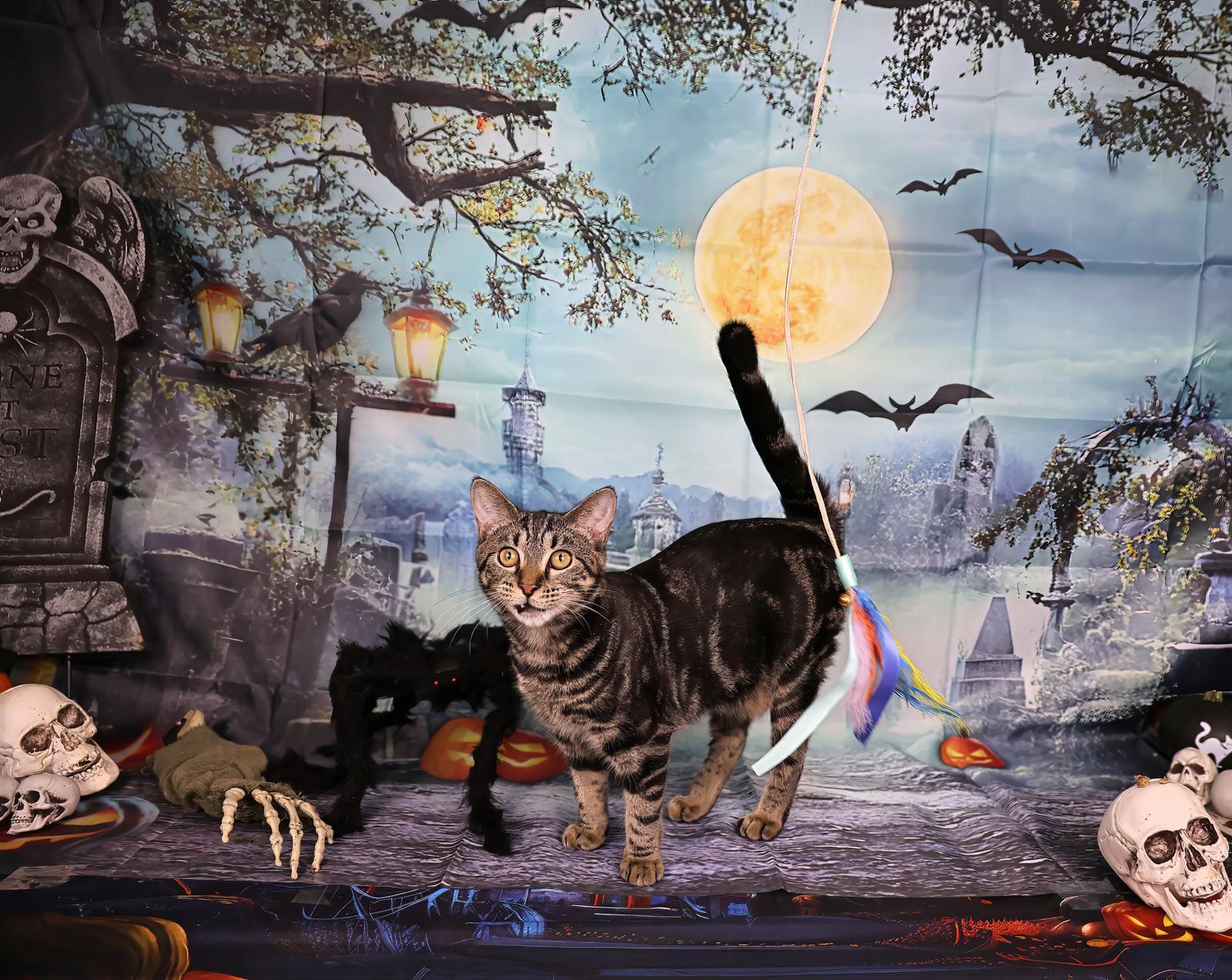 Ambrosia, a Adoptable Tabby in Miami, FL image 3/3