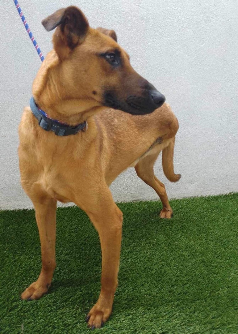 Carson, Adoptable, Young Male German Shepherd Dog.