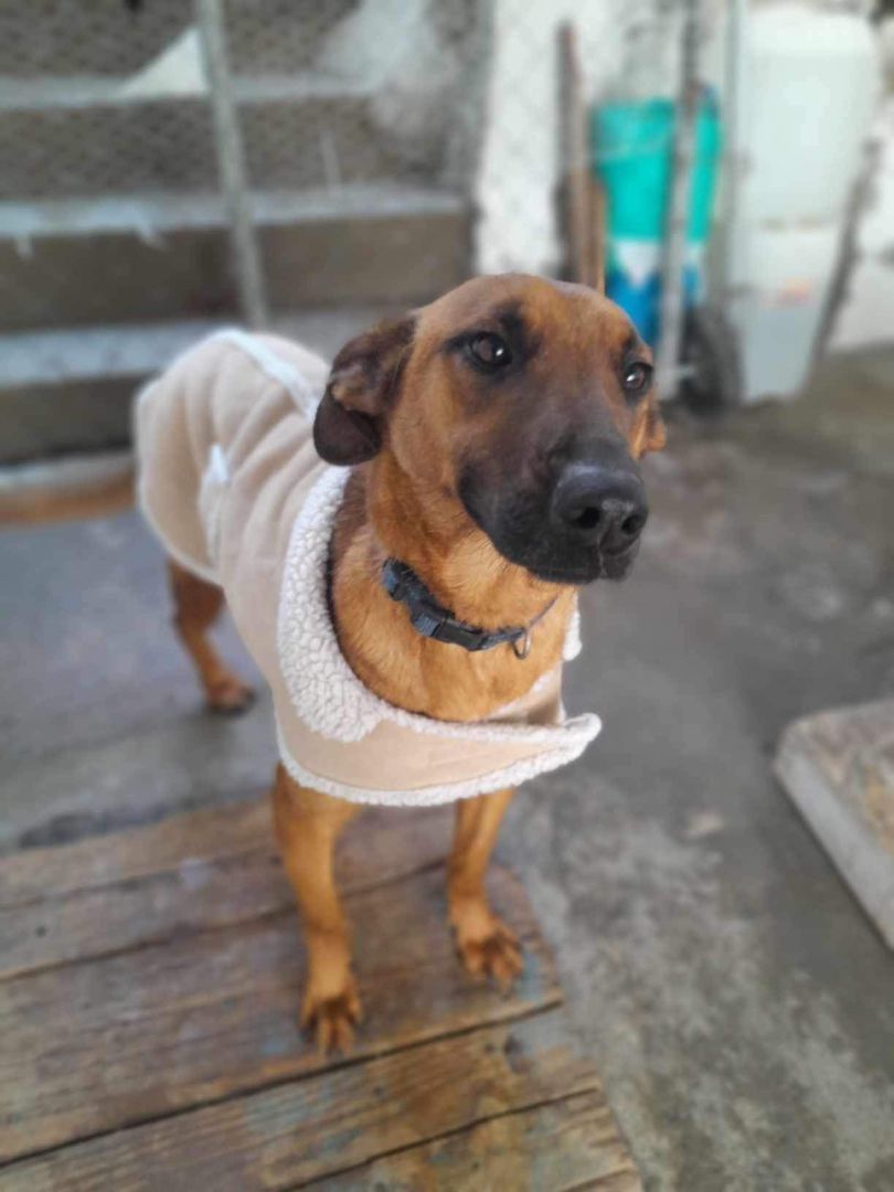 Enlarge Carson, a Adoptable mixed breed in Imperial Beach, CA image 2/5