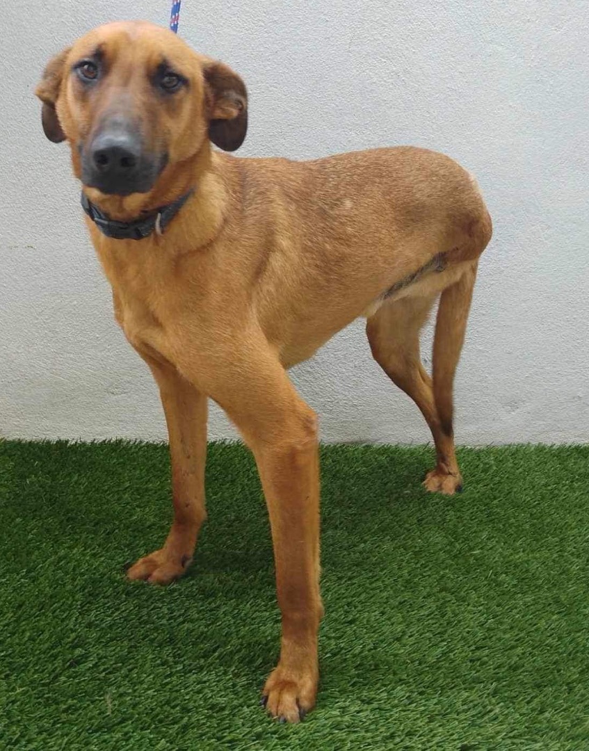 Enlarge Carson, a Adoptable mixed breed in Imperial Beach, CA image 3/5