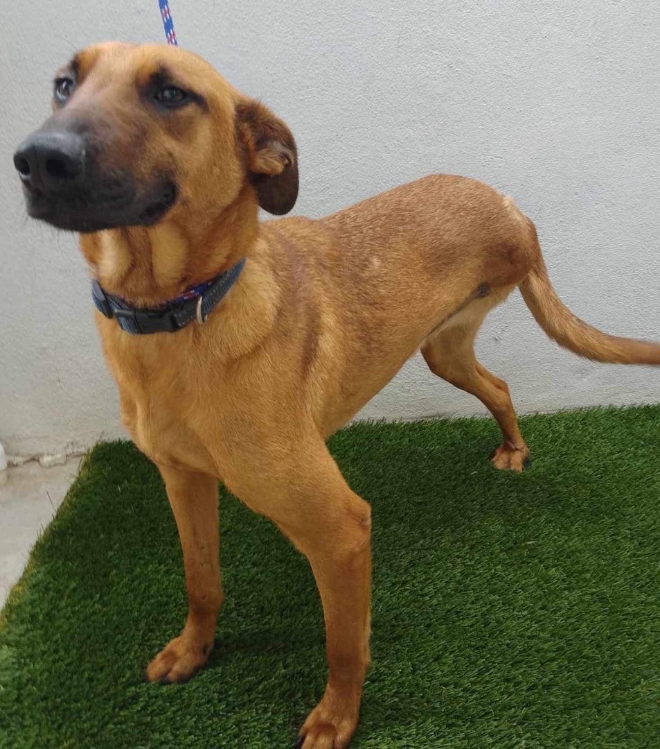 Enlarge Carson, a Adoptable mixed breed in Imperial Beach, CA image 4/5