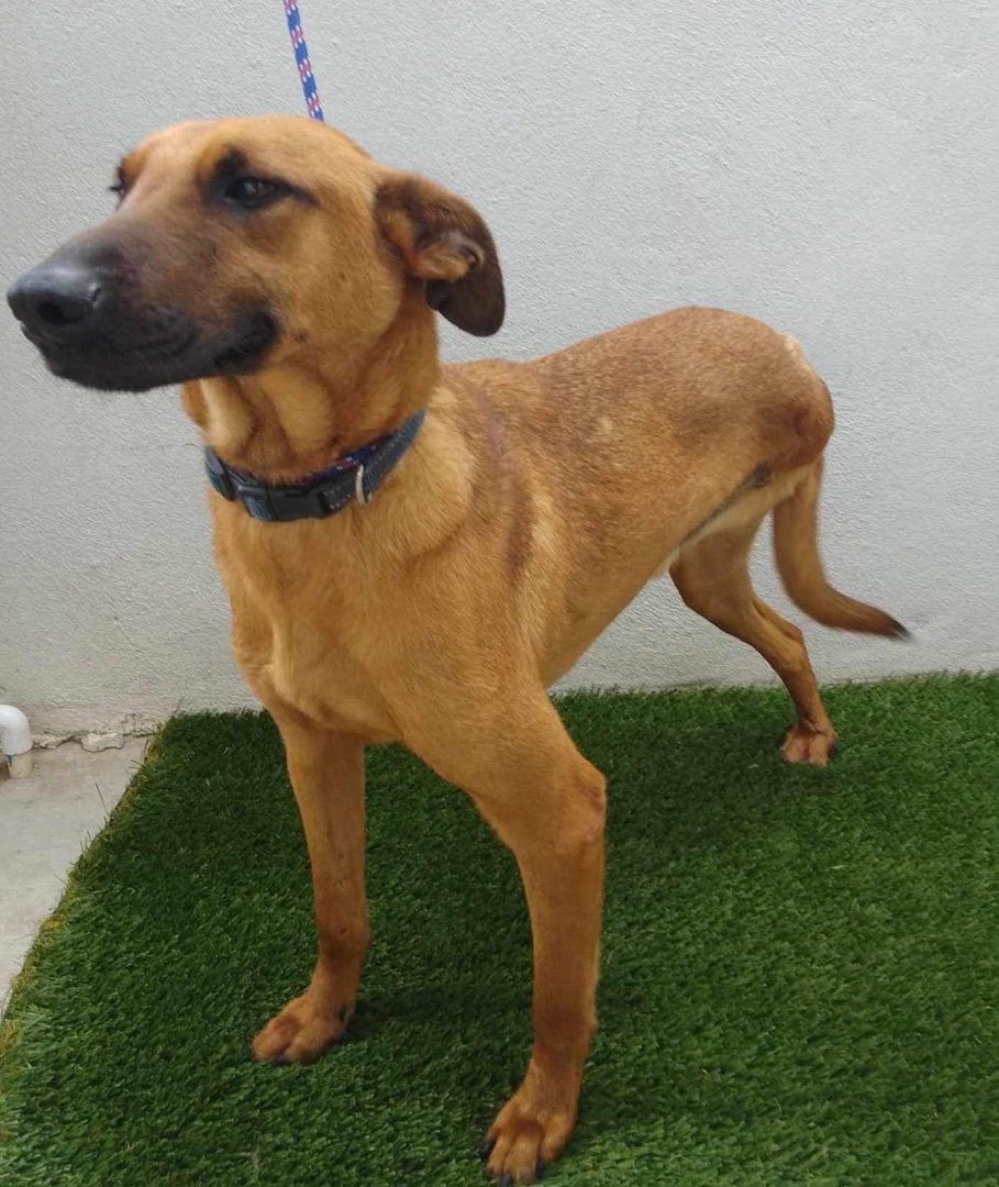 Enlarge Carson, a Adoptable mixed breed in Imperial Beach, CA image 5/5