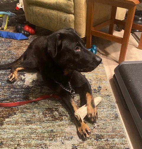 Enlarge Kimmy, a Adoptable mixed breed in Baltimore, MD image 1/3