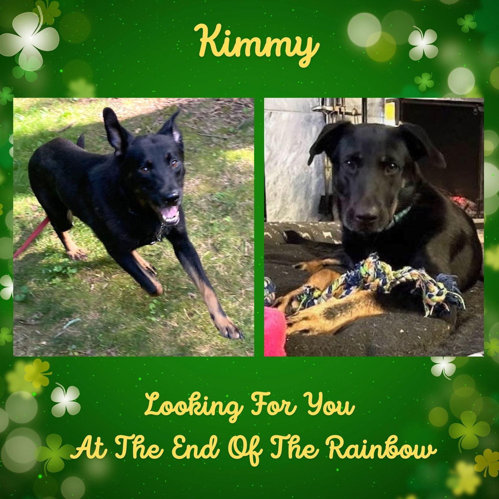 Kimmy, Adoptable, Adult Female German Shepherd Dog & Labrador Retriever.