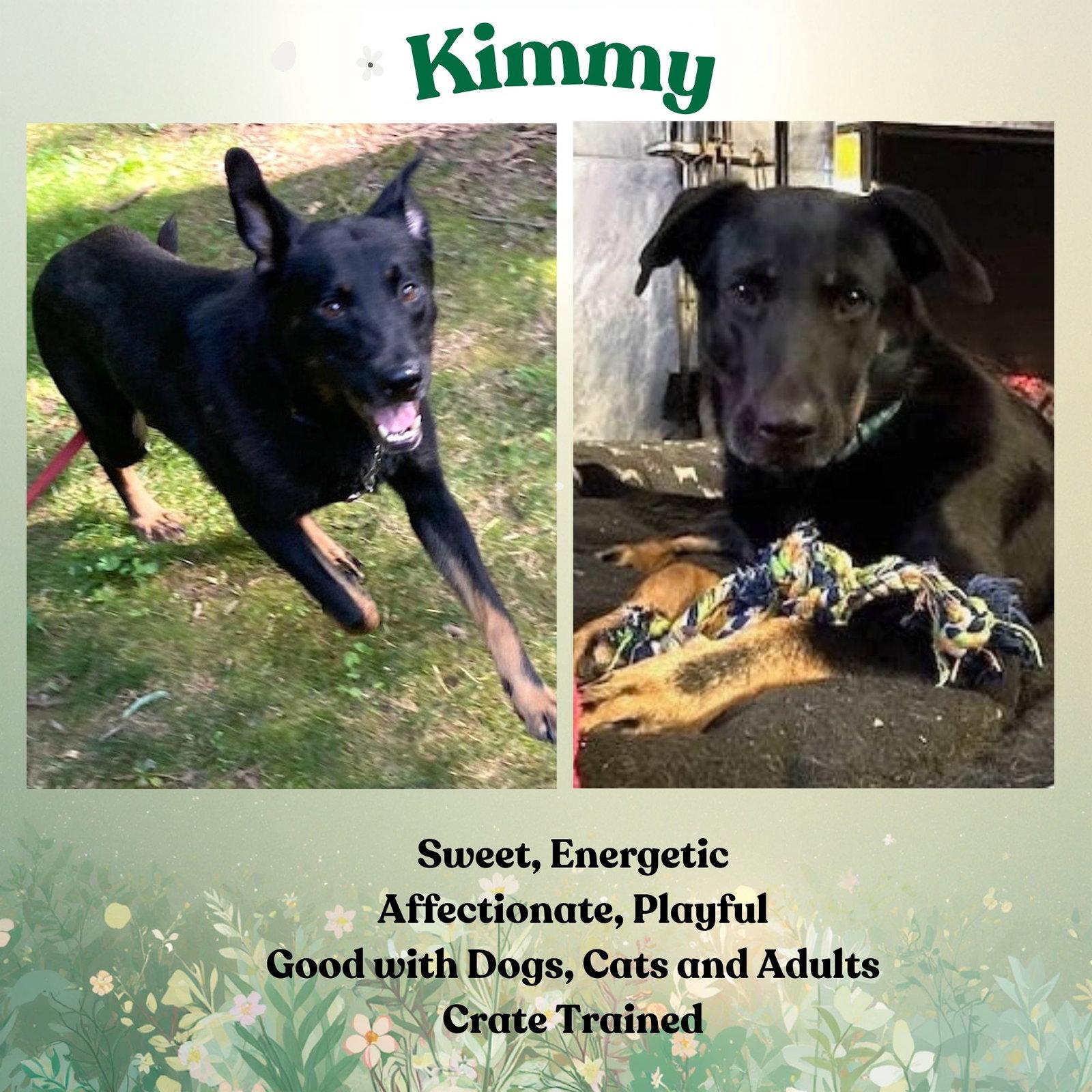 Enlarge Kimmy, a Adoptable mixed breed in Baltimore, MD image 2/3