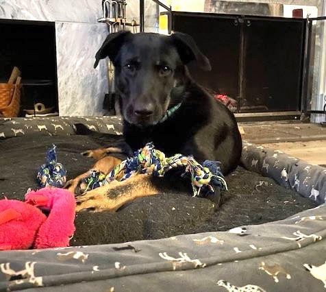 Kimmy, Adoptable, Adult Female German Shepherd Dog & Labrador Retriever.
