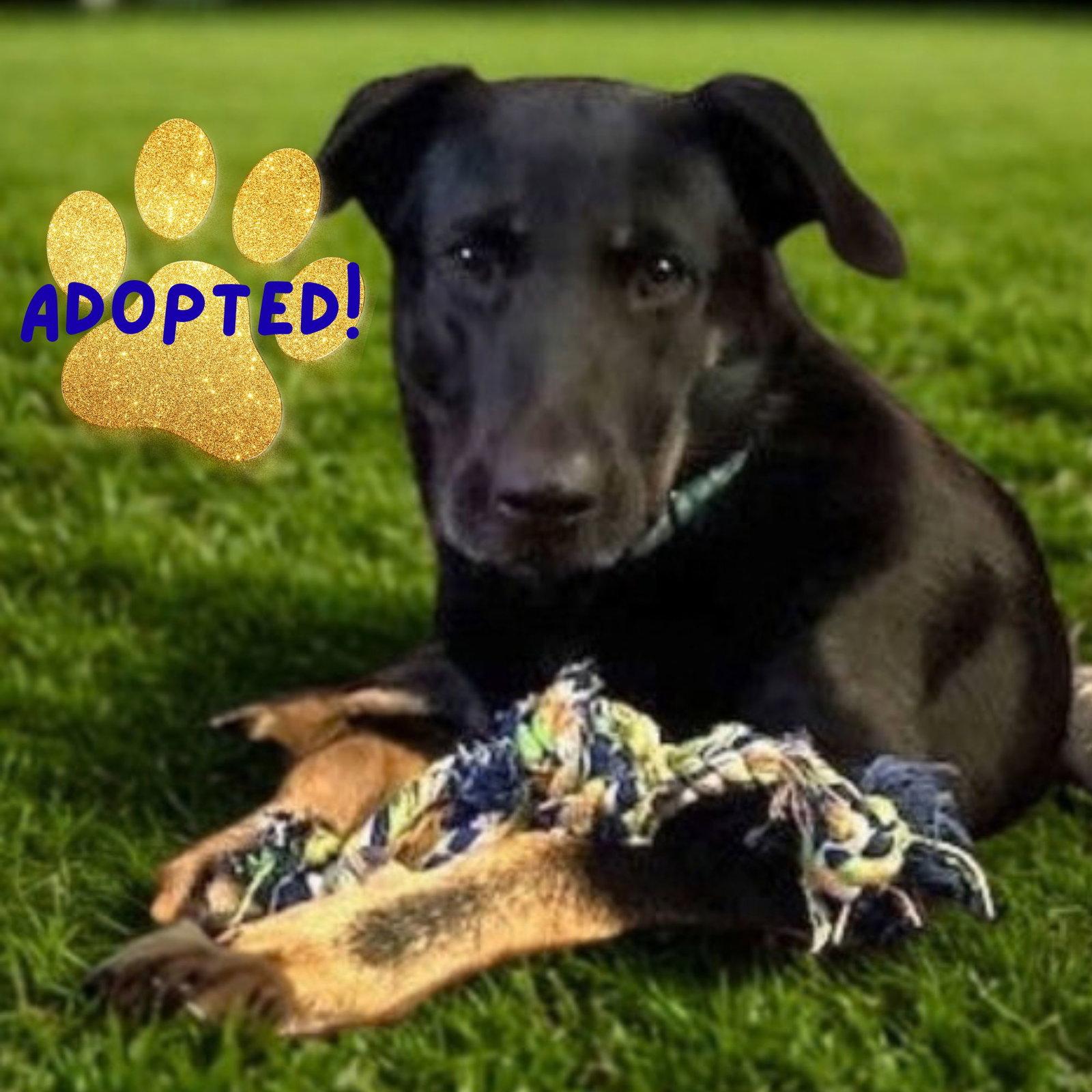 Enlarge Kimmy, a Adoptable mixed breed in Baltimore, MD image 3/3