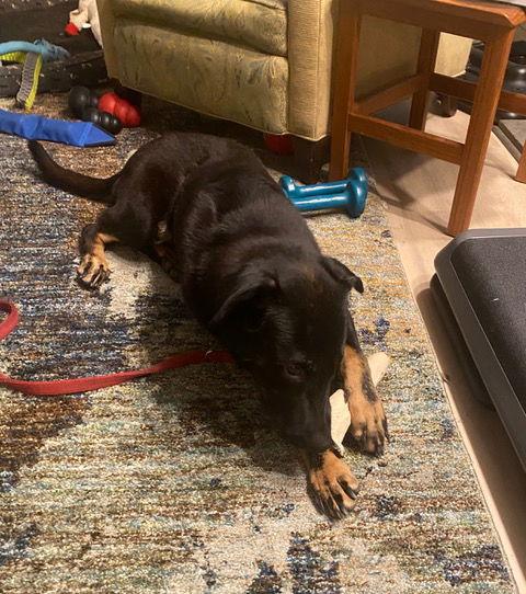 Kimmy, a Adoptable mixed breed in Baltimore, MD image 2/3