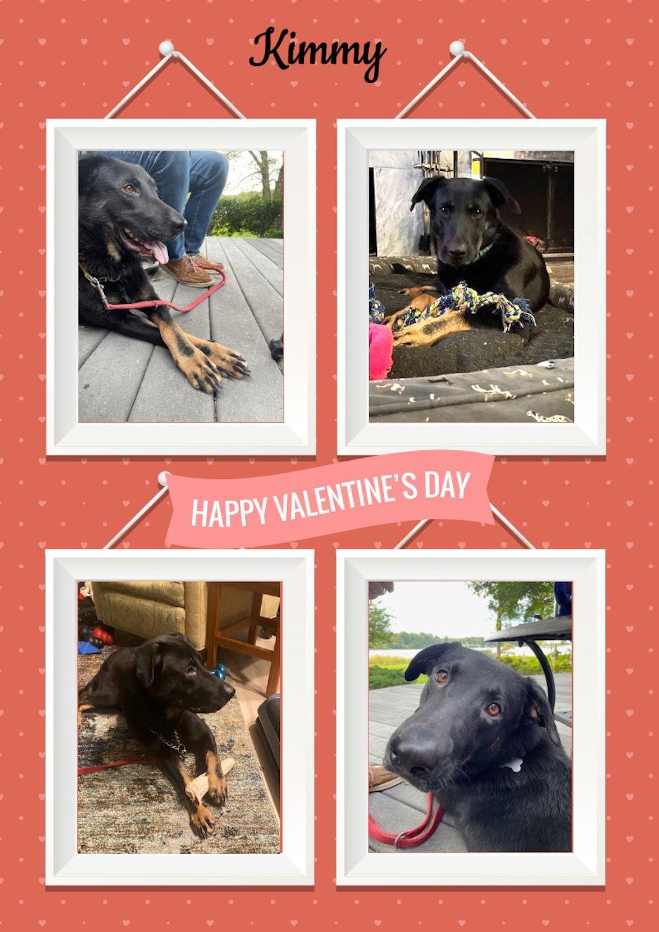 Enlarge Kimmy, a Adoptable mixed breed in Baltimore, MD image 3/3