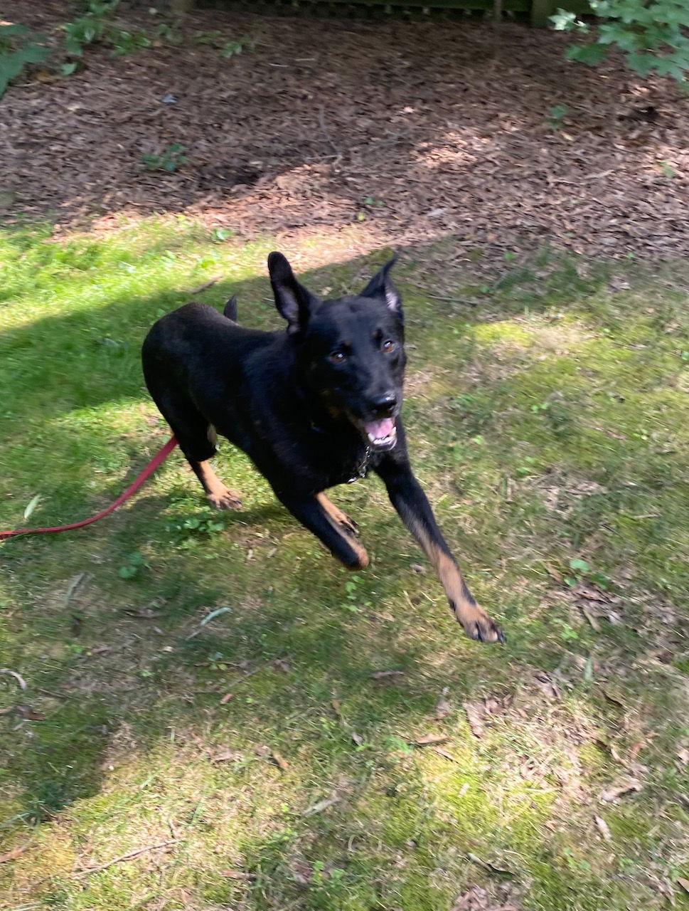 Kimmy, a Adoptable mixed breed in Baltimore, MD image 3/3