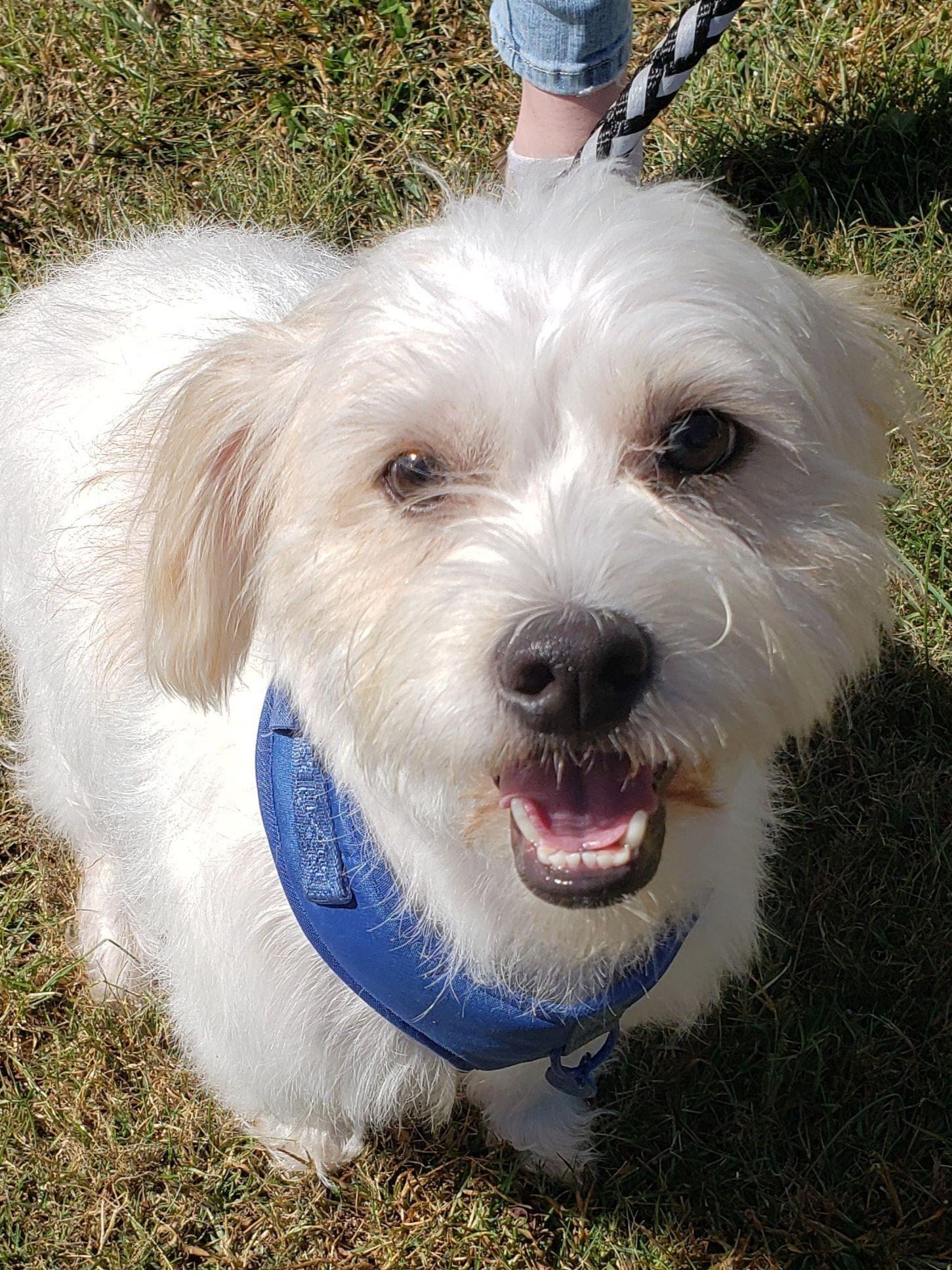 Odie, Adopted, Adult Male Cocker Spaniel & Cockapoo.