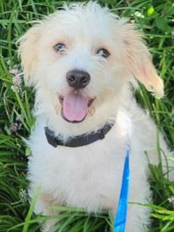 Odie, a Adopted mixed breed in Morganton, NC image 2/2