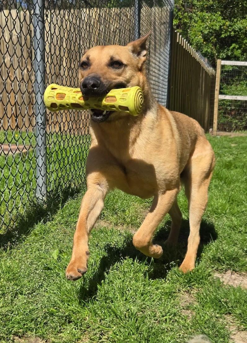 Butch, a Adoptable mixed breed in Ashland, VA image 2/5